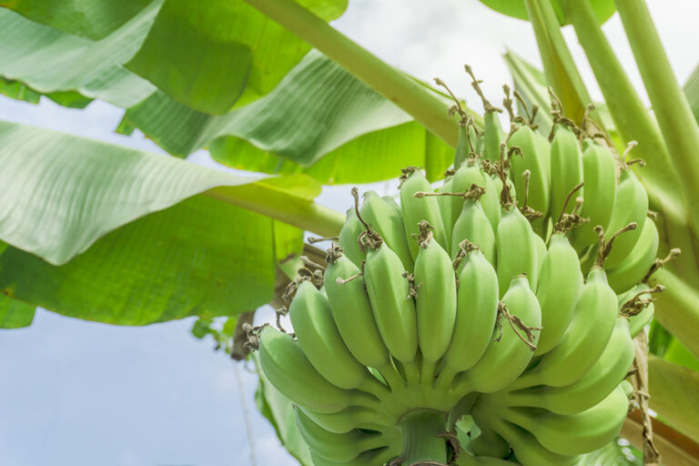 Régime de bananes vertes