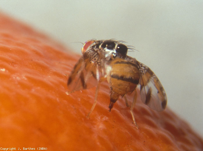 Mouche méditerranéenne du fruit 