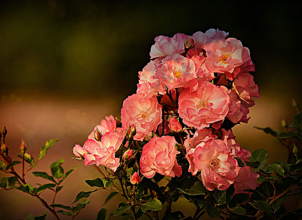 La Rose du désert, une plante à caudex à l'allure de bonsaï !