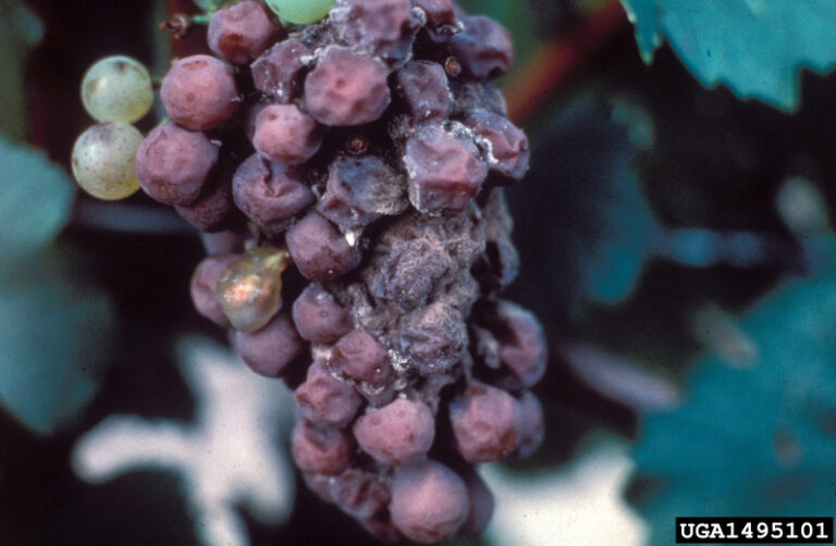 Botrytis