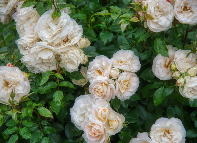 La Rose du désert, une plante à caudex à l'allure de bonsaï !