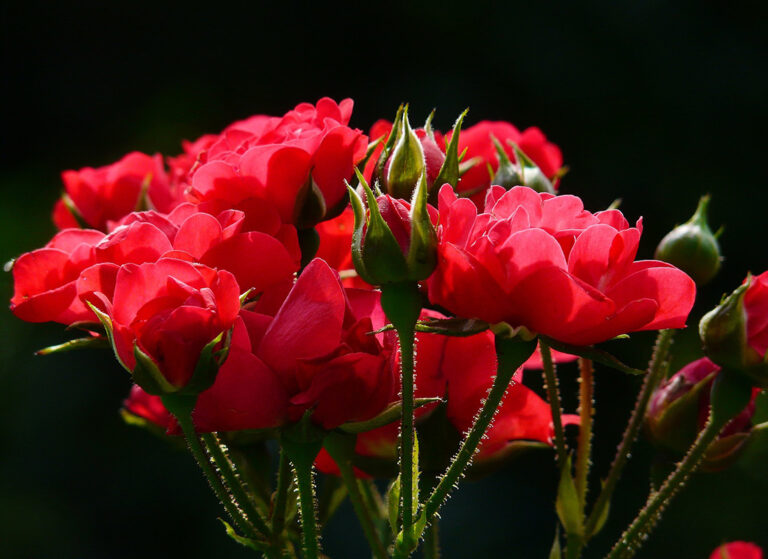 La Rose du désert, une plante à caudex à l'allure de bonsaï !