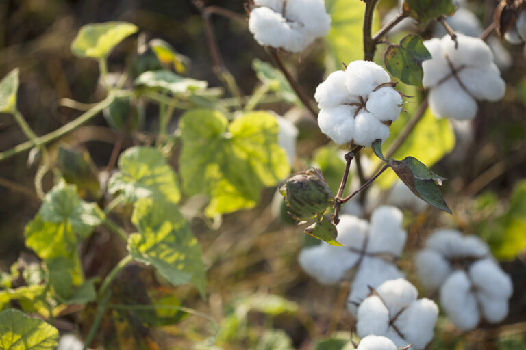 Plant de coton - Sénégal