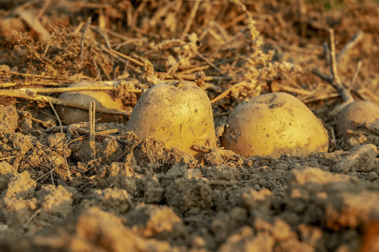 culture de pomme de terre - Mali