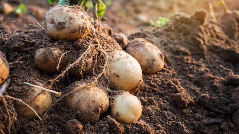 culture de pomme de terre - Sénégal