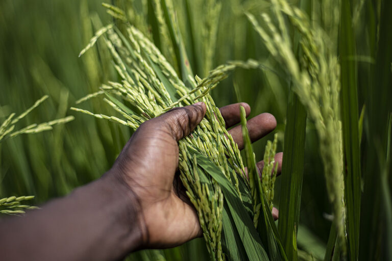 Homme noir tenant des plants de riz - Mali