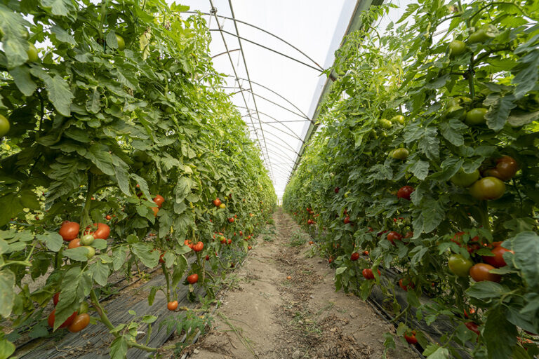 allée dans un champ de tomates couvert - Sénégal