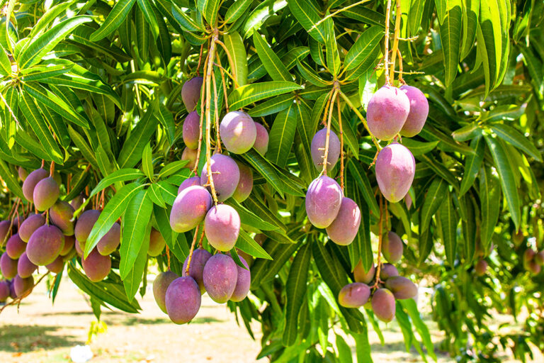 Manguier plein de mangues violettes