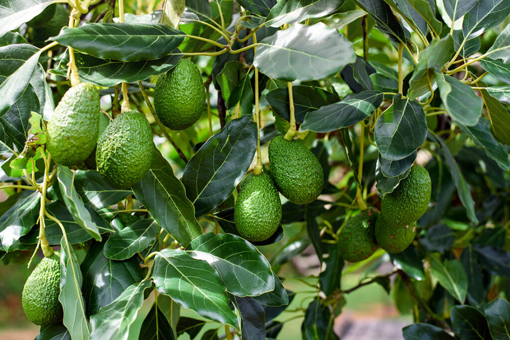 avocatier