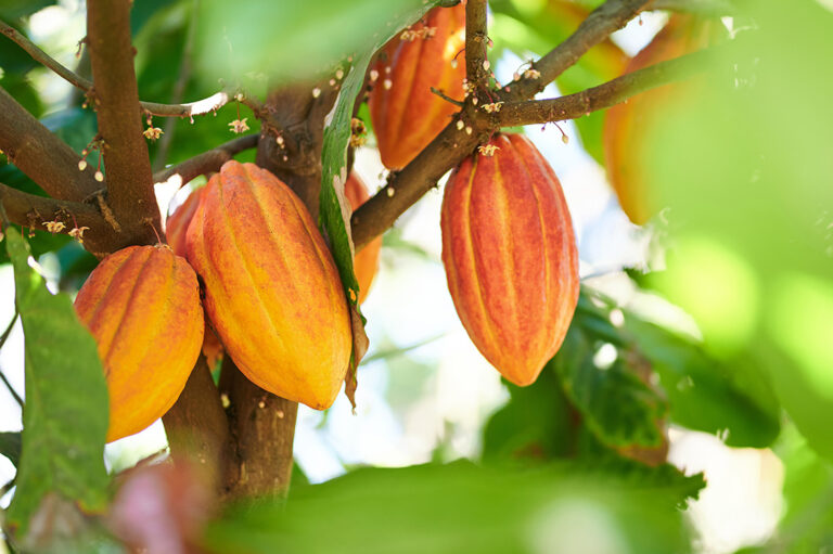 Cabosses oranges sur leur cacaotier