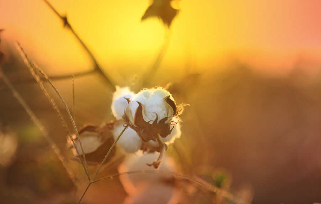 cultures-coton