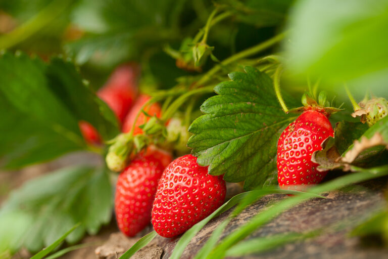 culture de fraise - Maroc