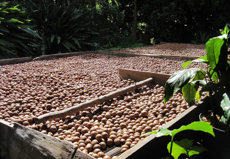 Noix de macadamia séchant au soleil