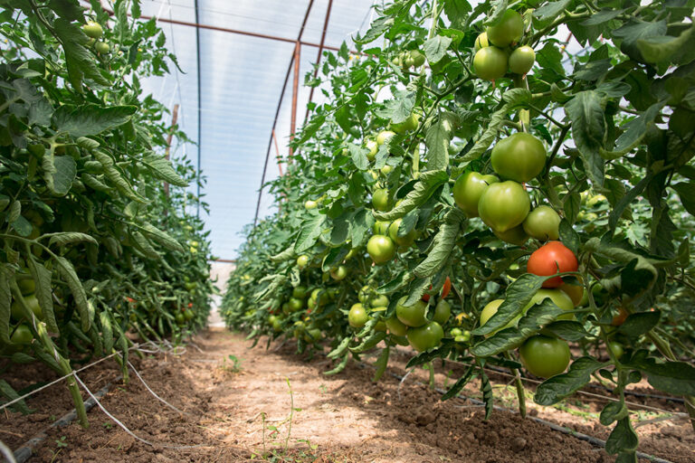 Maraichage en intérieur avec des légumes encore verts