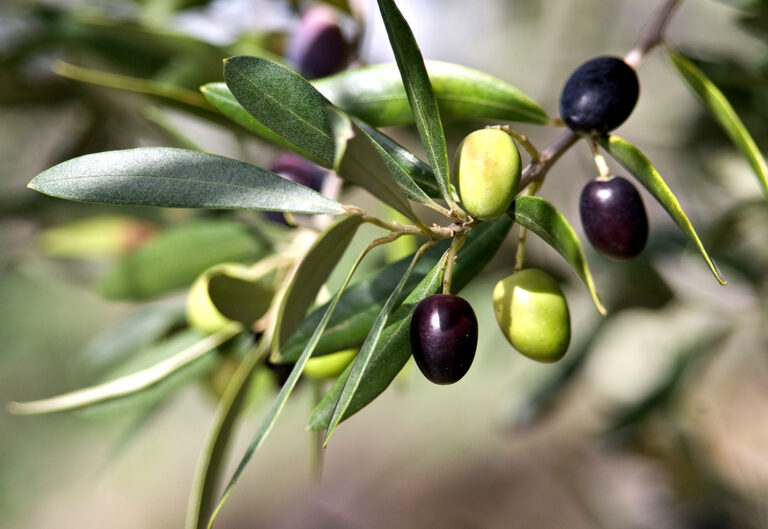 culture d'olives - Maroc