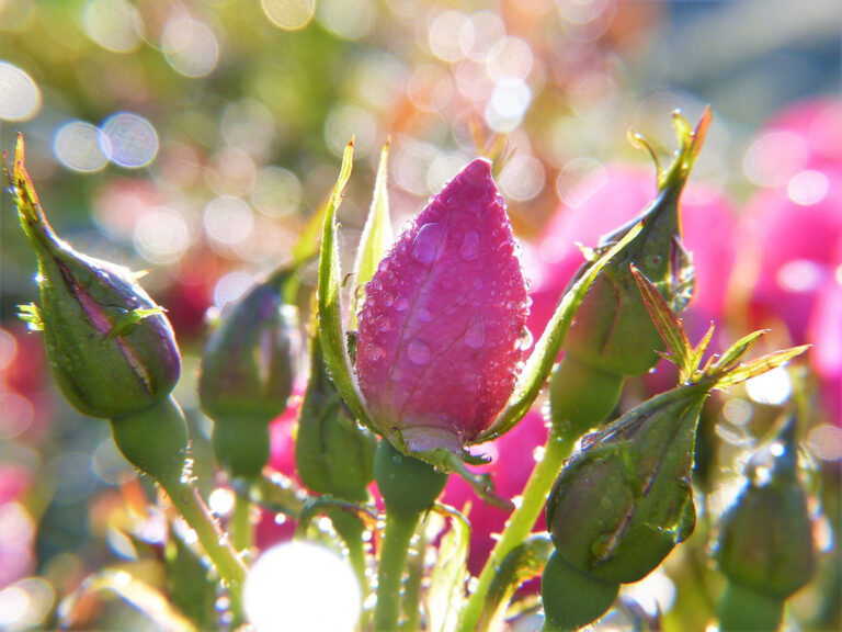 Bourgeons de roses avec de la rosée