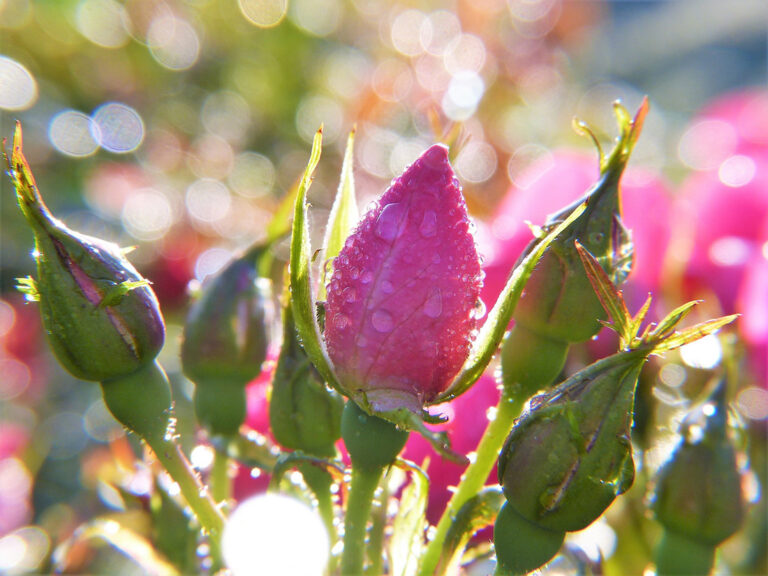 Bourgeons de roses avec de la rosée - Maroc