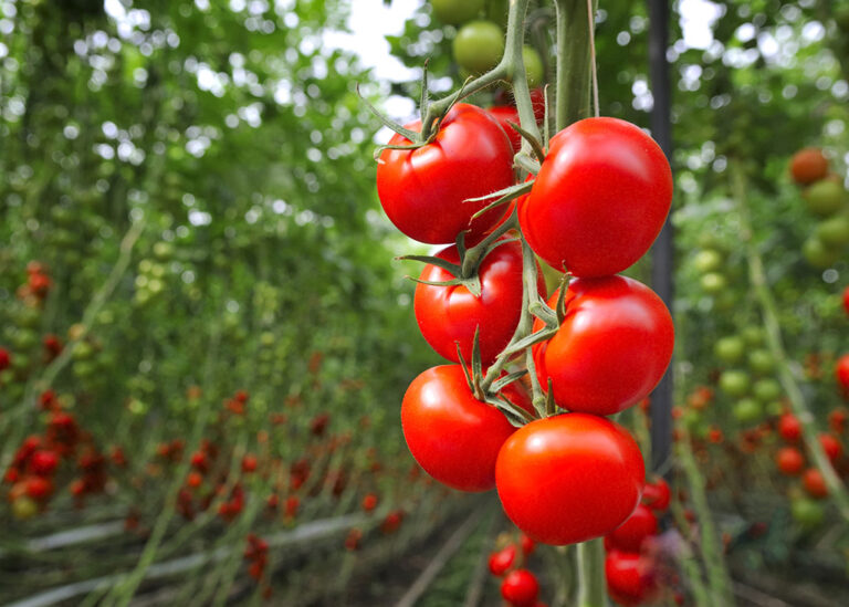 Champ de tomates avec un plant de tomates au premier plan - Maroc