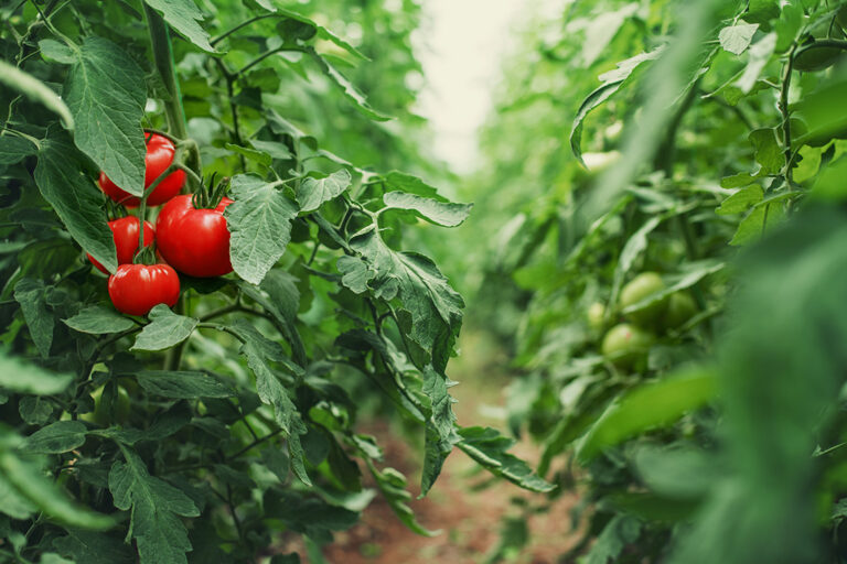 Champ de tomates avec un plant de tomates mures au premier plan