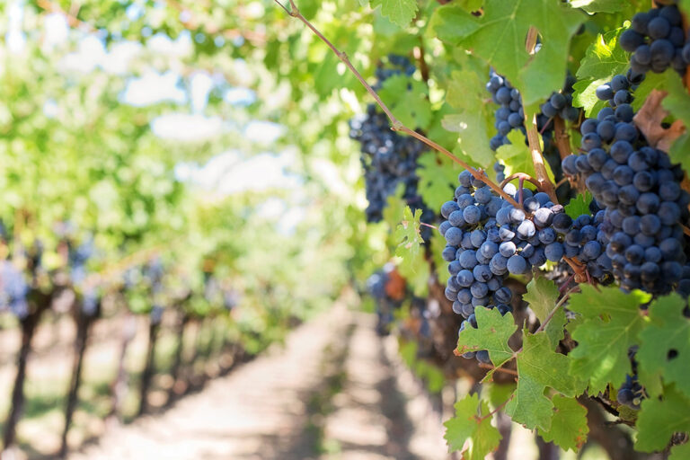 Vignoble ensoleillé avec du raisin rouge