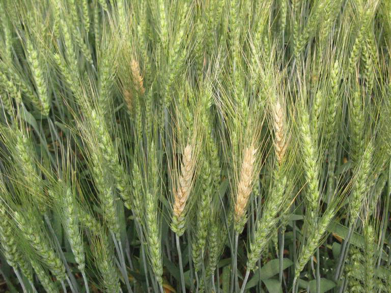 Fusarium in wheat