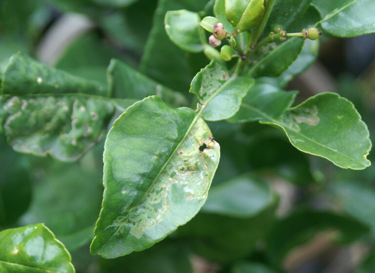 Citrus leaf miner