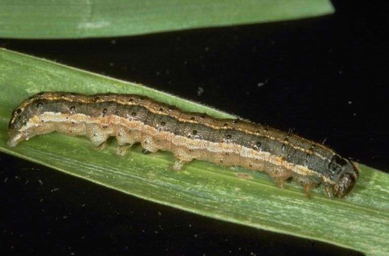 Fall armyworm