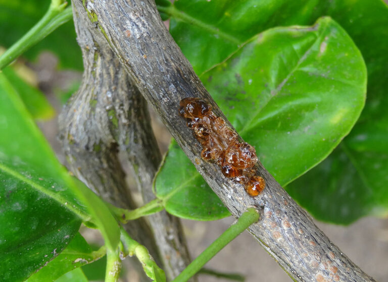 Citrus gummosis disease