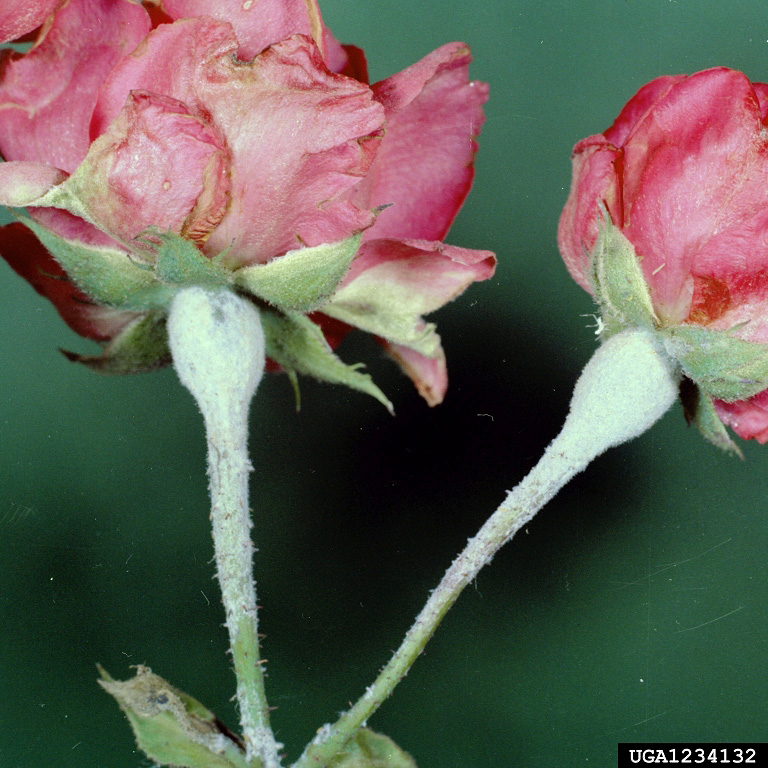 Powdery mildew