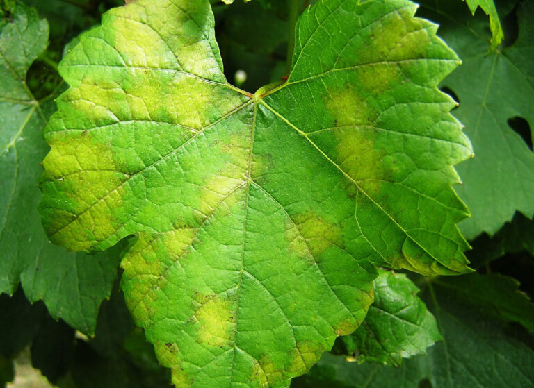 Downy mildew