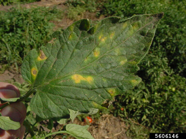 Powdery mildew