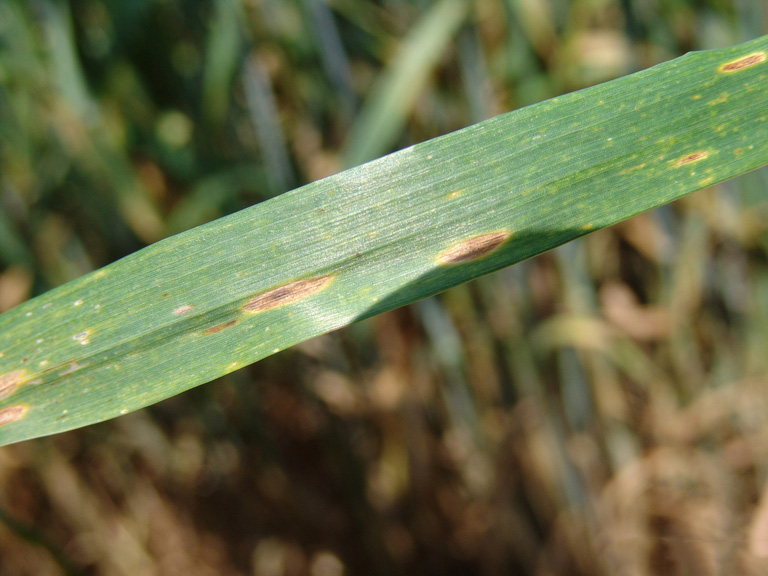 Septoria