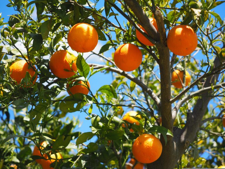Oranger avec beaucoup de fruits