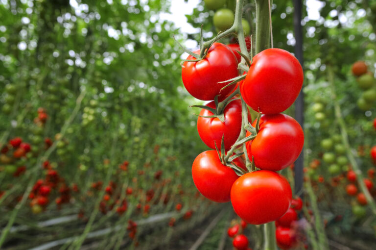 Champ de tomates avec un plant de tomates mures au premier plan