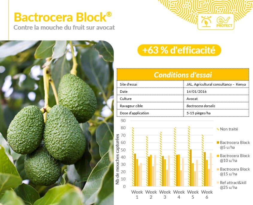 Bactrocera-block-Slide1-FR