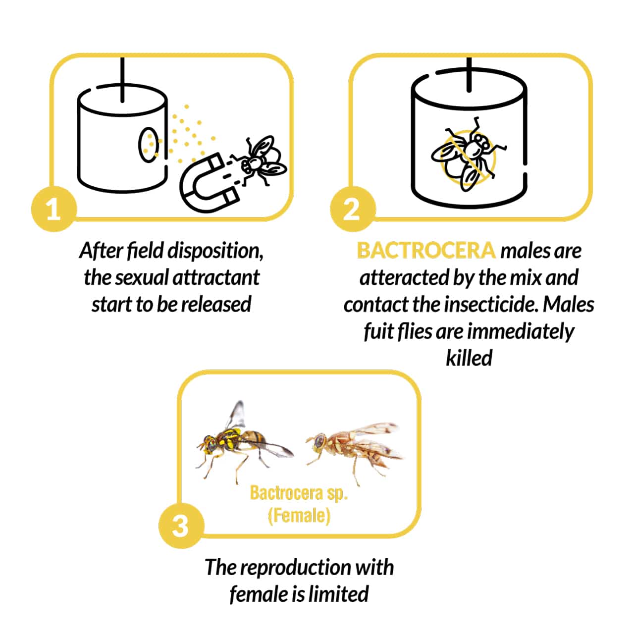 Bactrocera block infographie