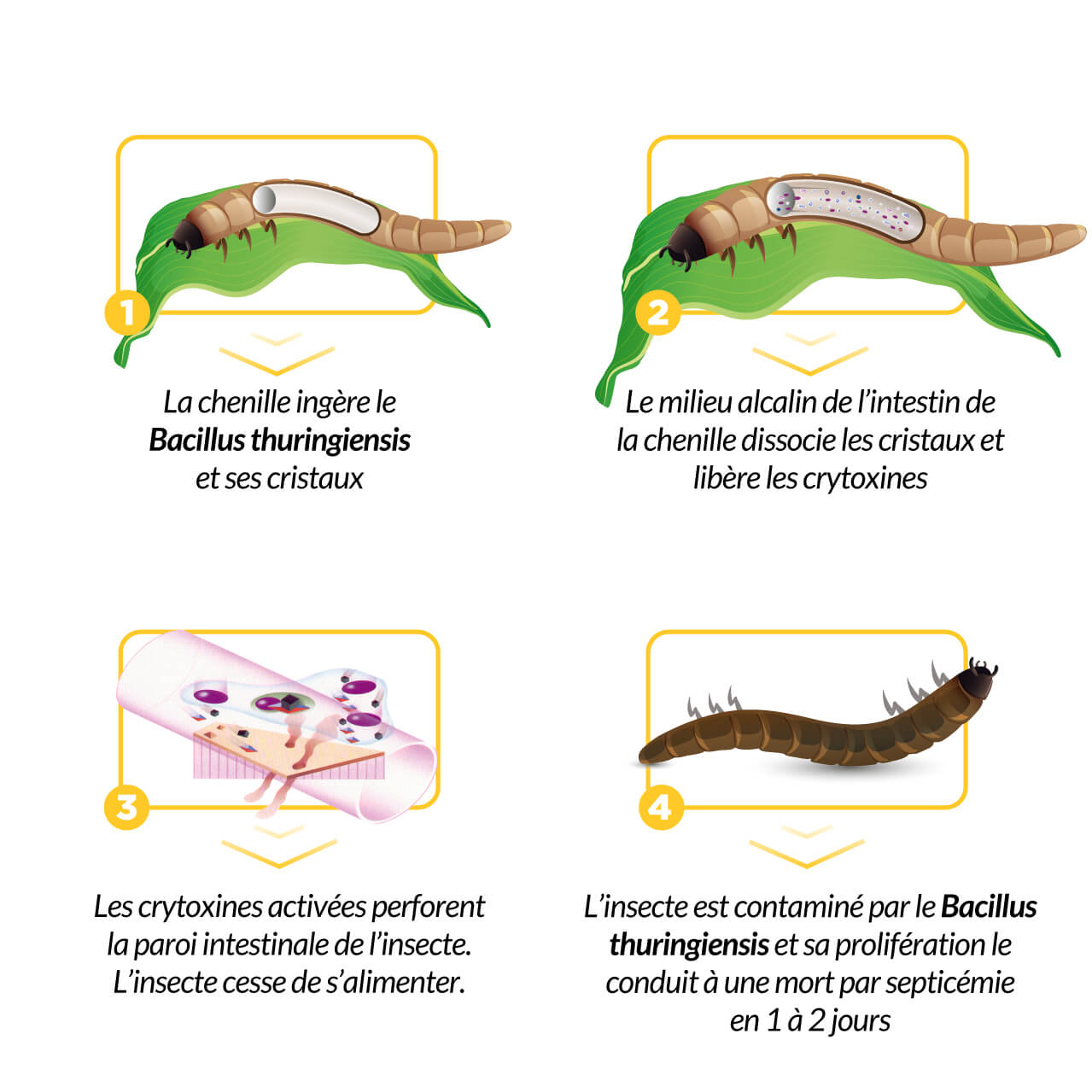 RAPAX infographie