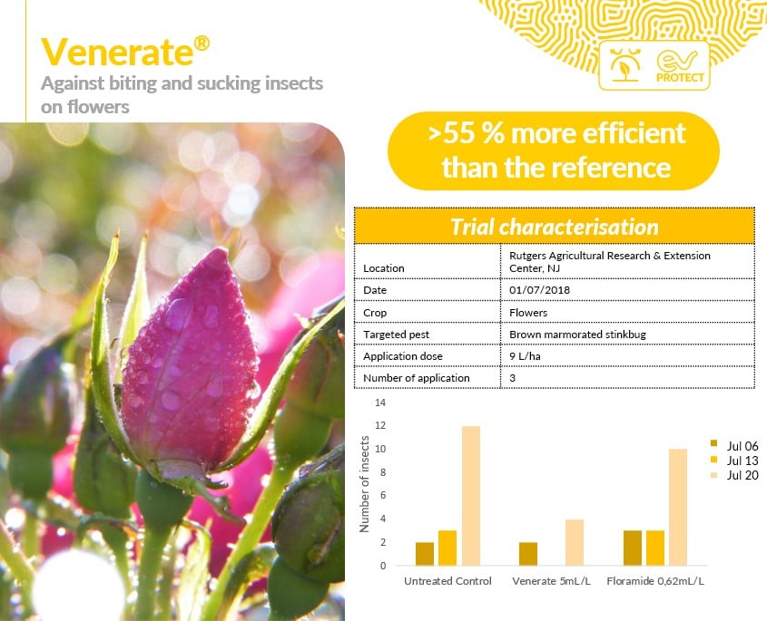 La Rose du désert, une plante à caudex à l'allure de bonsaï !