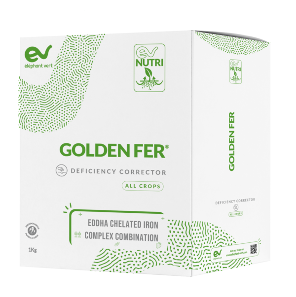 GOLDEN FER