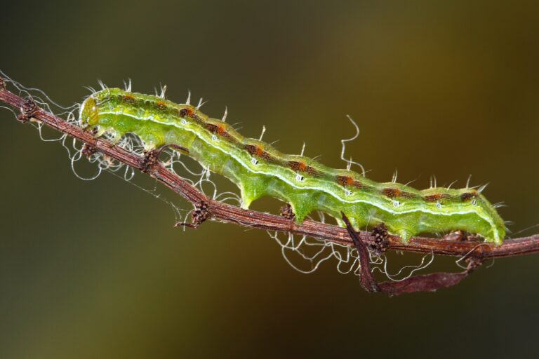 The,Cotton,Bollworm,,Corn,Earworm,or,Old,World,Bollworm,Helicoverpa,Armigera