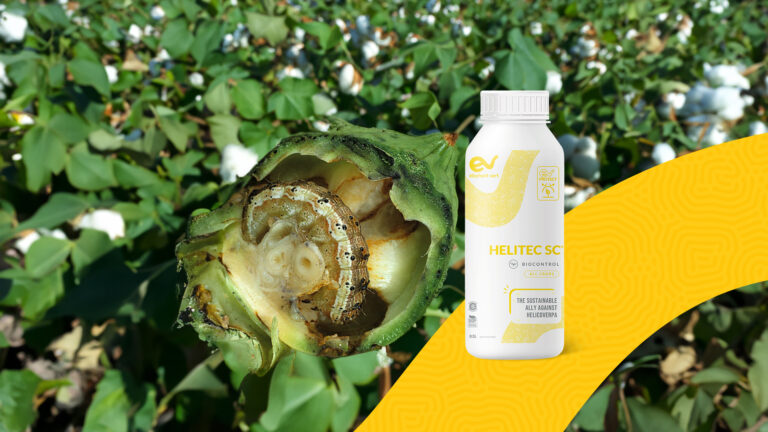 <span class="big-title"> HELITEC SC®, bioinsecticide innovant développé pour lutter contre Helicoverpa armigera</span>