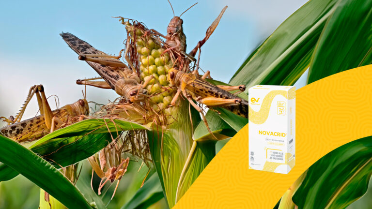 NOVACRID®, the bioinsecticide to fight against the threat of locusts and grasshoppers